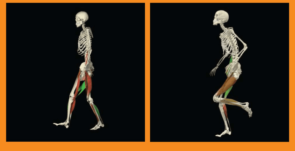 Comparison of Biomechanics of Gait in Participants with Unilateral Hip Osteoarthritis  and Healthy participants